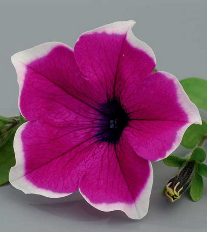 Петуния Сурфиния Джиант Пикоти Пурпл